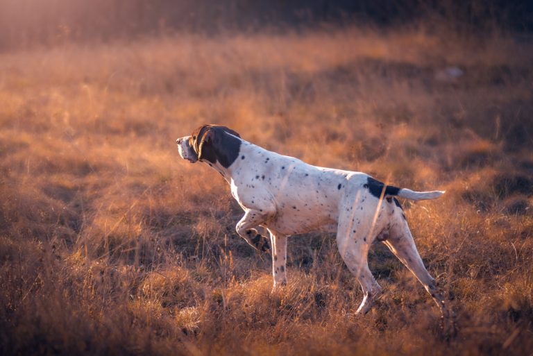 Pointer Dog