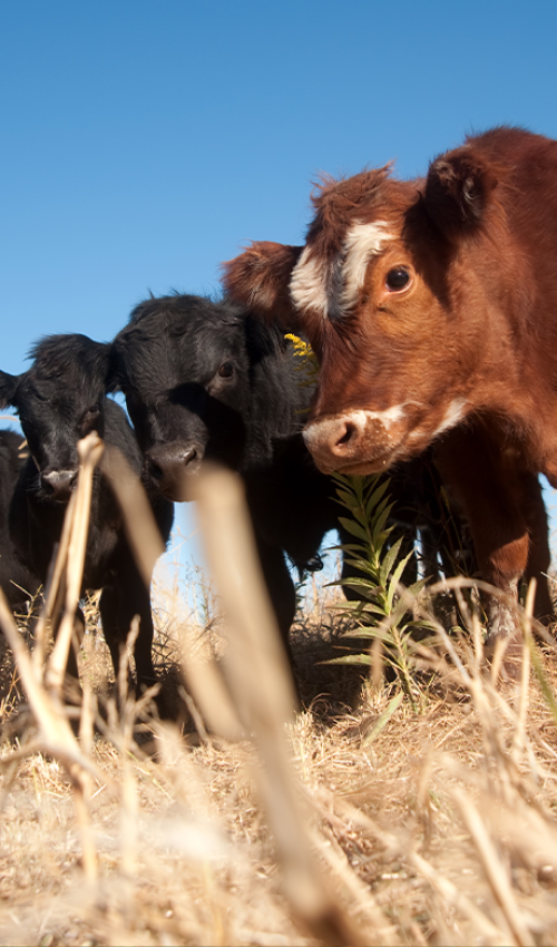 Agriculture - Madison Ranch