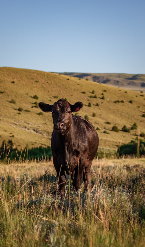 Agriculture - Madison Ranch