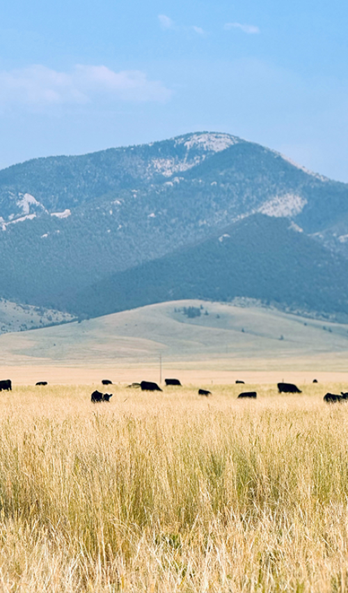 Agriculture - Madison Ranch