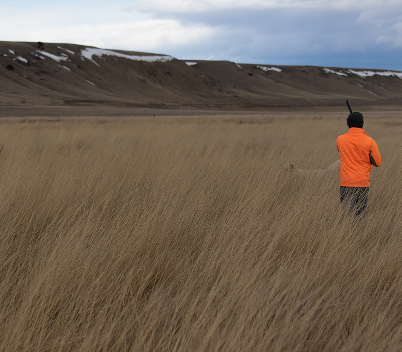 Madison Ranch Hunting
